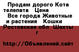  Продам дорого Кота-телепата › Цена ­ 4 500 000 - Все города Животные и растения » Кошки   . Ростовская обл.,Шахты г.